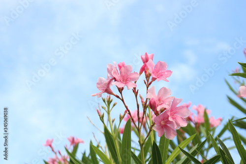 pink color flower blooming scenery with blue clouds