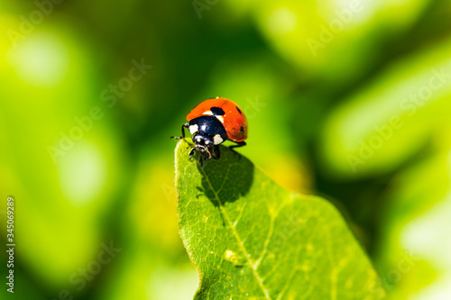 Marienkäfer auf dem Blatt