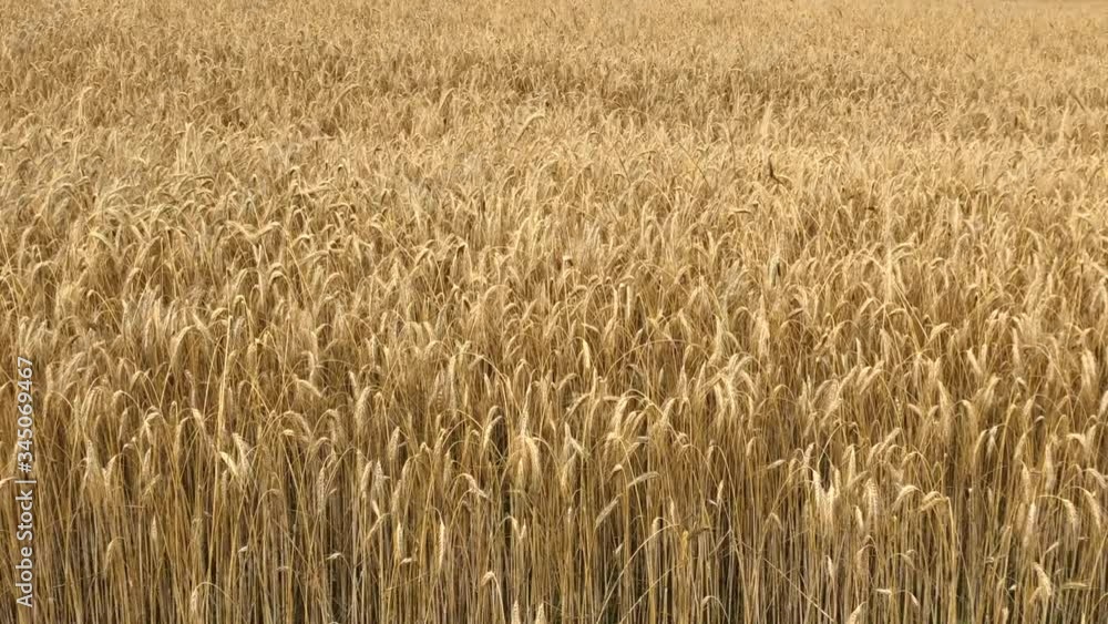 Field of golden wheat slowly moving on the wind Field of golden wheat slowly moving on the wind