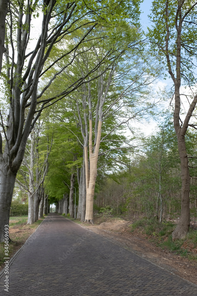 With Jute, beech trees where the light intensity has been changed by grubbing neighboring trees are protected against drying out, but also against sunburn