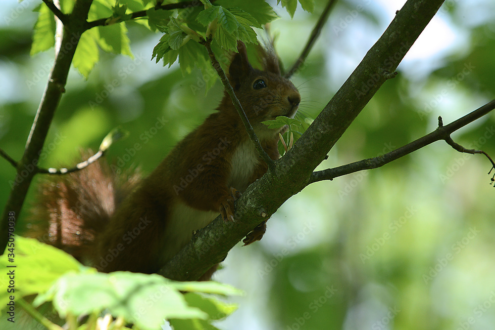 niedliches Eichhörnchen niedliches Eichhörnchen