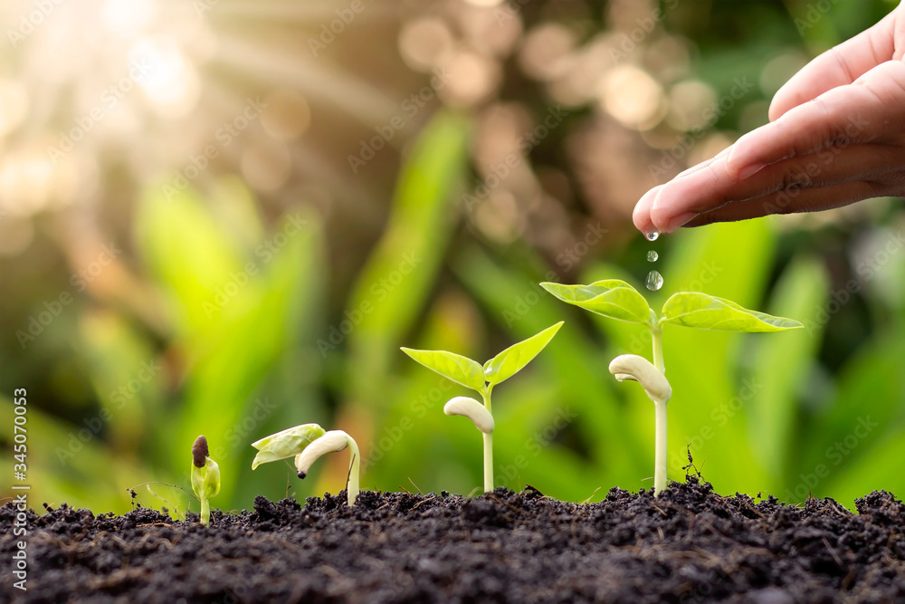 Growing crops on fertile soil and watering plants including showing