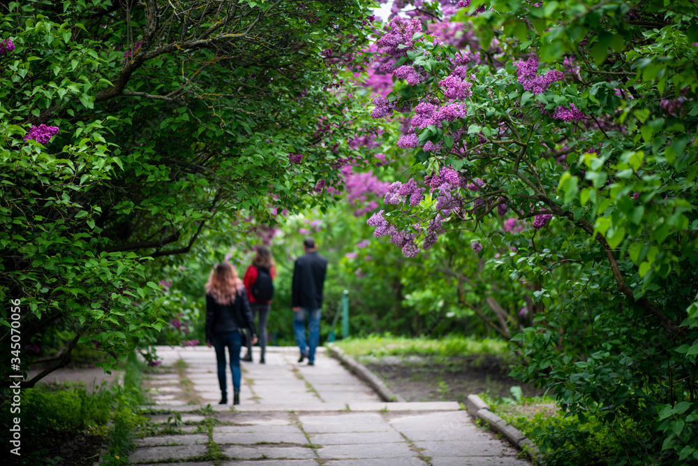 Fototapeta premium Nice lilac spring garden and peoples walking on background unfocus