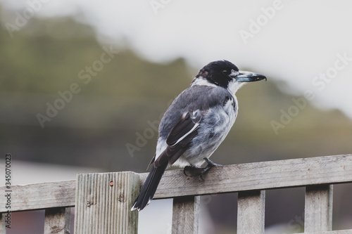 butcherbird on top of backyard fence with greenery in the background photo