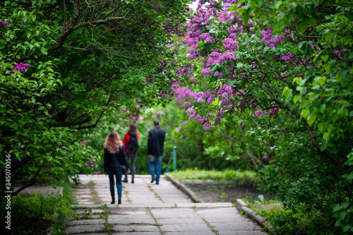 Nice lilac spring garden and peoples walking on background unfocus