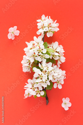 Fototapeta Naklejka Na Ścianę i Meble -  White flowering tree branches on the red  background. Top view. Location vertical.