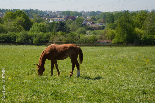 Horse in a field eating grass while enjoying some sun