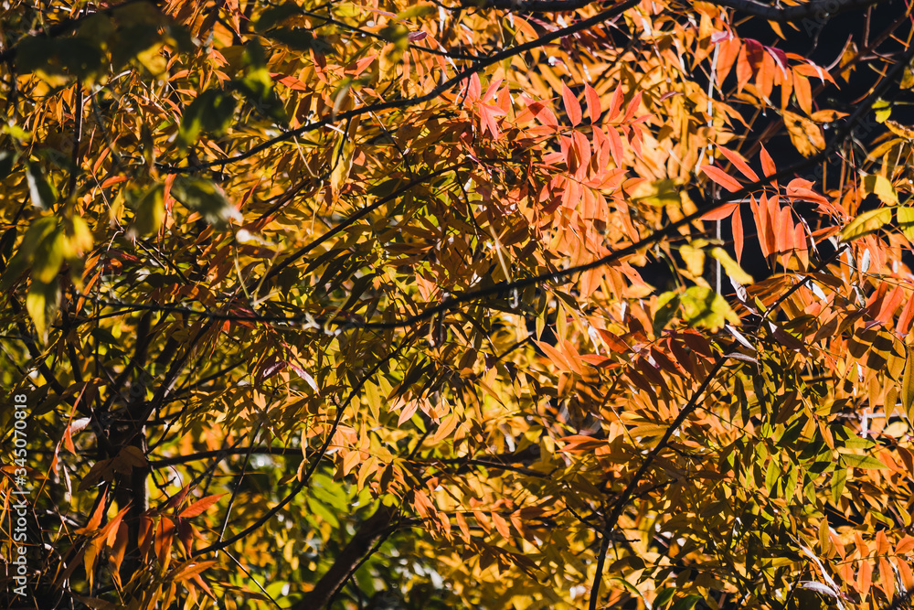 vibrant yellow and orange leaves on autumn trees vibrant yellow and orange leaves on autumn trees