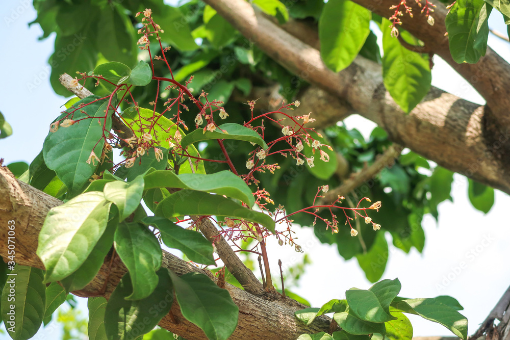 Fototapeta premium Chestnut tree with flowers