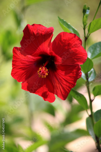 Flor roja llamada Hibiscus rosa-sinensis, rosa de China, cayena o hibisco