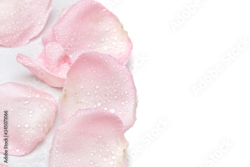 Blurred a group of sweet pink rose corollas with droplets on white isolated background,softly style