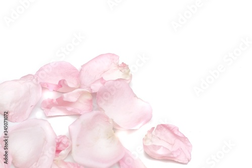 Fototapeta Naklejka Na Ścianę i Meble -  Blurred a group of sweet pink rose corollas on white isolated with copy space and softy style 