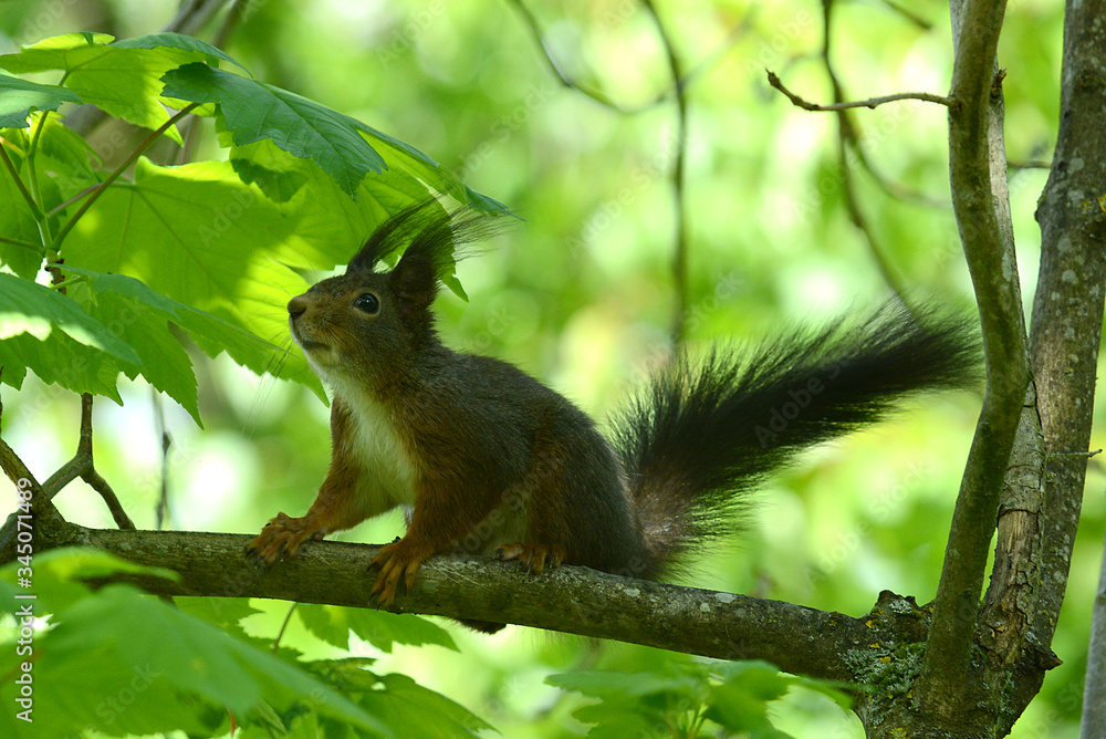 Obraz premium niedliches Eichhörnchen