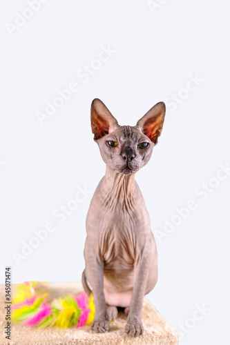 Portrait of a pretty sphinx indoors  bald cat  the cat is on a scratching post  full body  on a white background  with space for copy  focus on eye