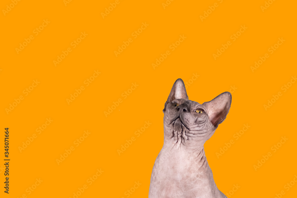Portrait of a pretty sphinx indoors, bald cat, right in the photo, look supwards on a orange background, with space for copy, focus on eye