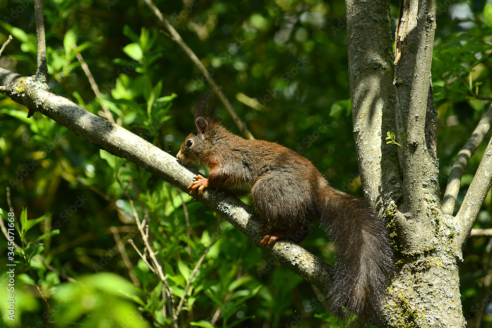Obraz premium niedliches Eichhörnchen