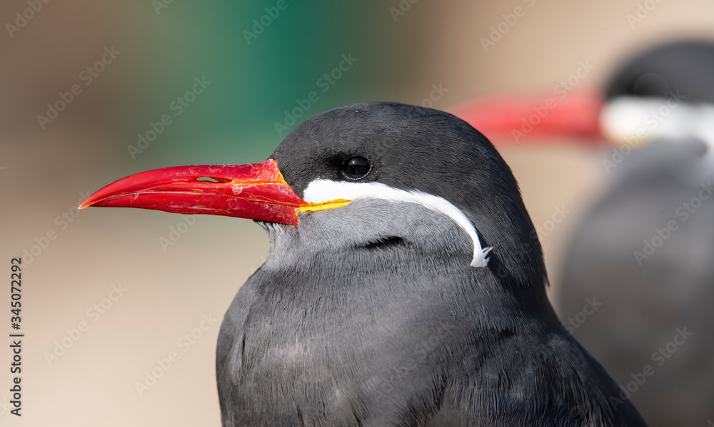 Naklejka premium Inca Tern close-up photo. Unusual sea bird with white mustache.