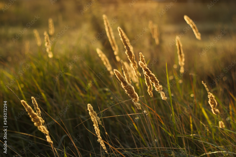 Fototapeta premium Golden grass shine bright 