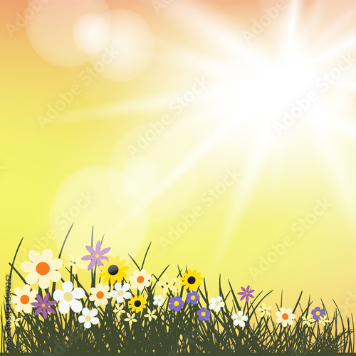 summer flowers grows in sunlight