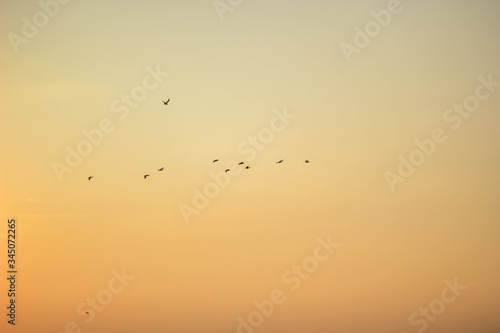 birds on the beach © Ivanna