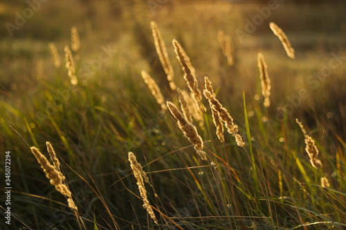 Golden grass shine bright 
