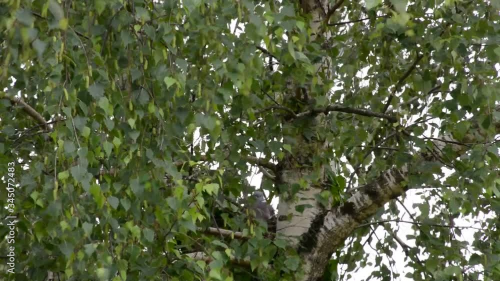 Nature - Observer le pigeon couver Nature - Observer le pigeon couver