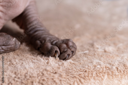 Obraz na płótnie Portrait of a pretty sphinx front leg indoors, bald cat, focus on front leg, selective focus w salonie