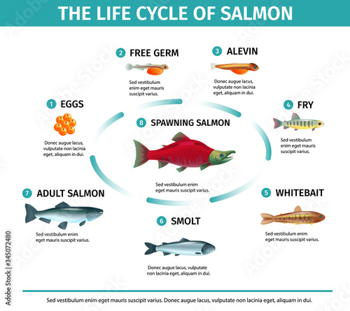 Salmon Life Cycle Infographics
