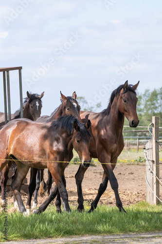 Fototapeta Naklejka Na Ścianę i Meble -  A herd of one year old stallions galloping in the green with yellow flowers pasture, blue sky and trees in the background