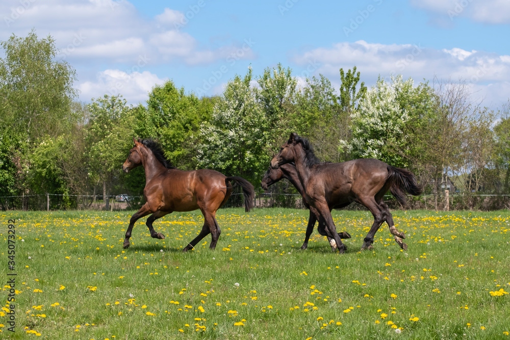 A herd of one year old stallions galloping in the green with yellow flowers pasture, blue sky and trees in the background A herd of one year old stallions galloping in the green with yellow flowers pasture, blue sky and trees in the background