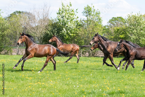 A herd of one year old stallions galloping in the green with yellow flowers pasture, blue sky and trees in the background © Dasya - Dasya