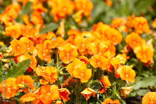 Orange Stiefmütterchen Blumen, Blumenbeet, Deutschland, Europa © detailfoto
