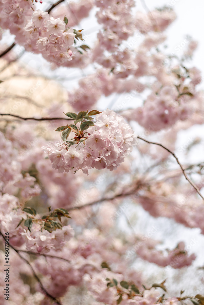 pink cherry blossom