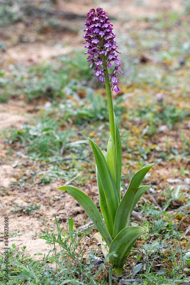 Fototapeta premium Close-up of the entire orchis purpurea plant,