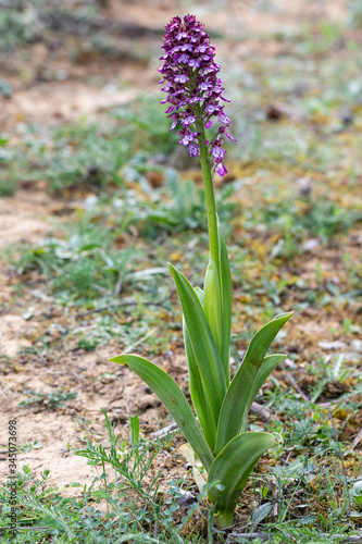 Close-up of the entire orchis purpurea plant 