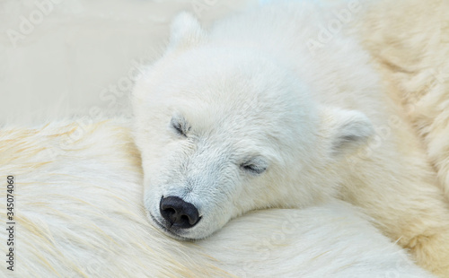 polar bear cub