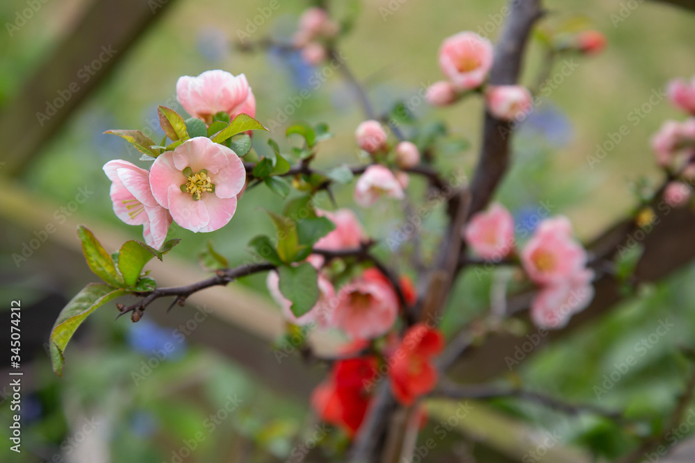 Quince in Bloom Quince in Bloom