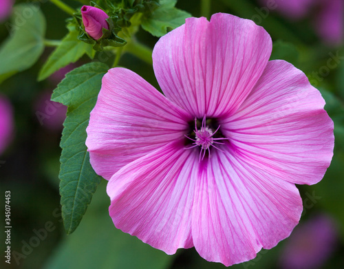 Pink lavatera (mallow) flower photo