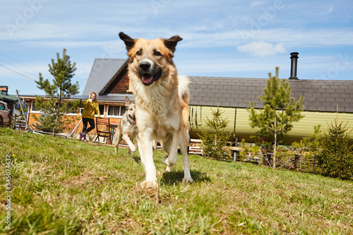 Two dogs friends playing with each other at the country house during isolation