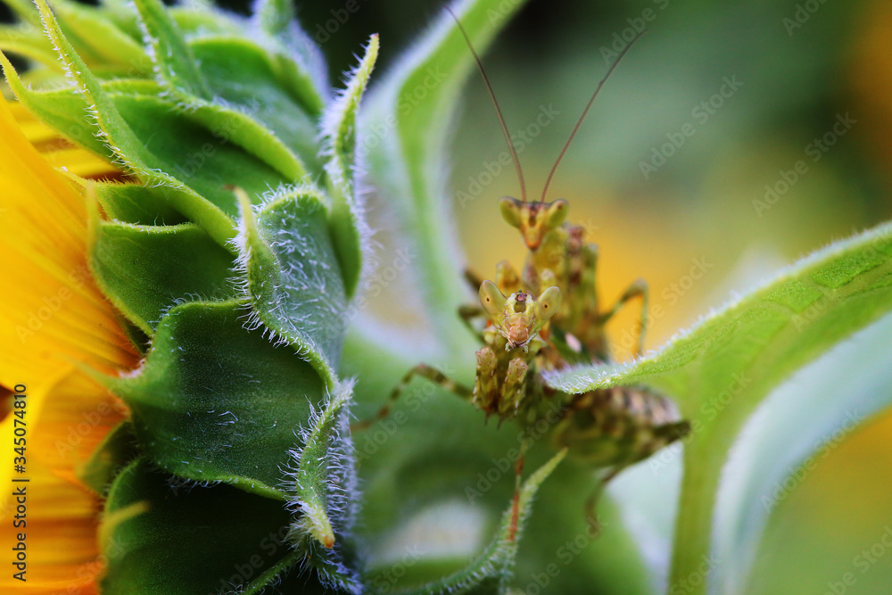 Naklejka premium Mating pair of a flower Mantis on a Sunflower