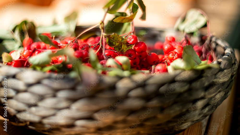 clusters of ripe red mountain ash in a wicker basket clusters of ripe red mountain ash in a wicker basket