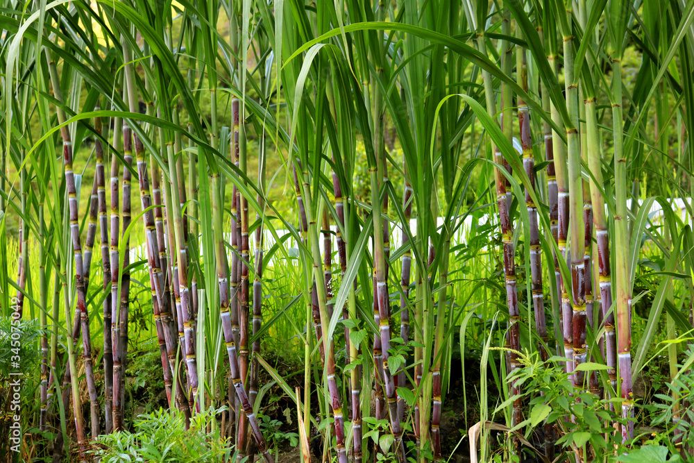 Obraz premium Sugarcane plants on the field