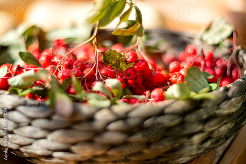 clusters of ripe red mountain ash in a wicker basket