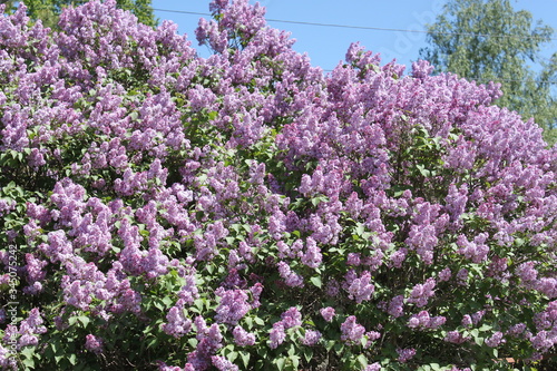 lilac Bush