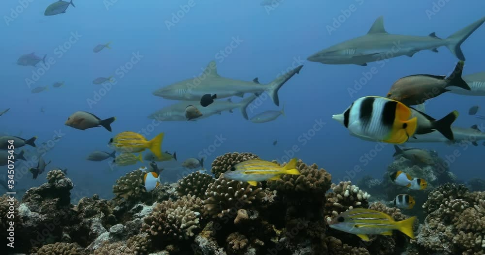 Beautiful coral reef with fishes and sharks. Underwater view of beautiful coral reef near Tahiti in French Polynesia. Perfect for diving in the Pacific Ocean Beautiful coral reef with fishes and sharks. Underwater view of beautiful coral reef near Tahiti in French Polynesia. Perfect for diving in the Pacific Ocean