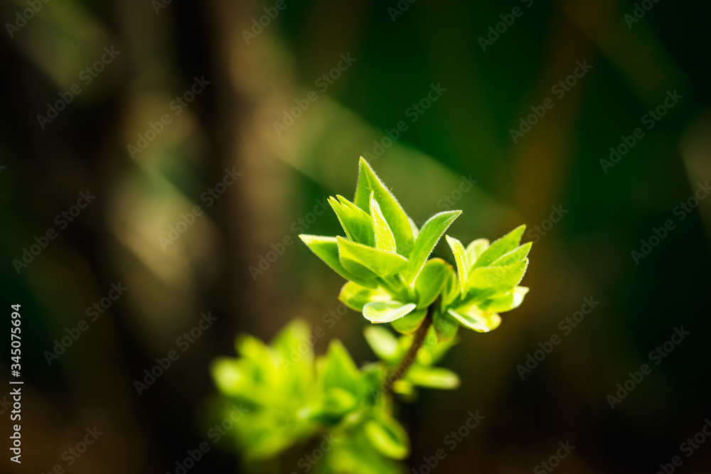 New leaves of lilac in the garden. Shallow depth of field. New leaves of lilac in the garden. Shallow depth of field.