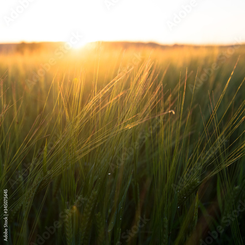 Agriculture landscape, corn field, golden hour, back light image of cereal. Swedish countryside. Shallow depth of field, soft focus.