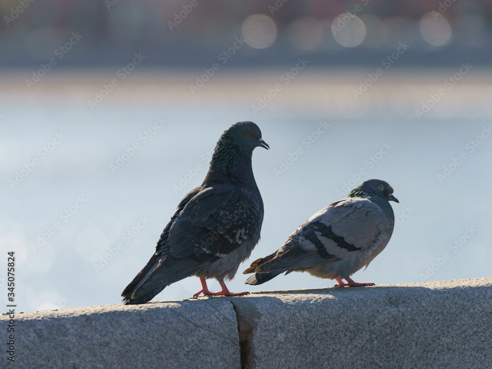 Obraz premium Two pigeons bask in the sun on a spring day. They are on the fence near the Moskva river. Animlas theme. 