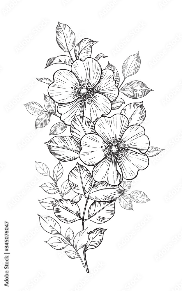 Hand Drawn Dog-Rose Branch with Flowers and Leaves
