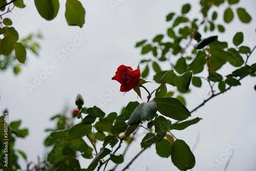 Red rose in my garden, spring explosion